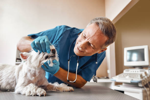 Best 24-Hour Emergency Dentist in Woodbine, NJ